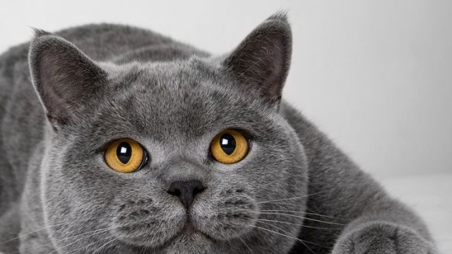 британская кошка